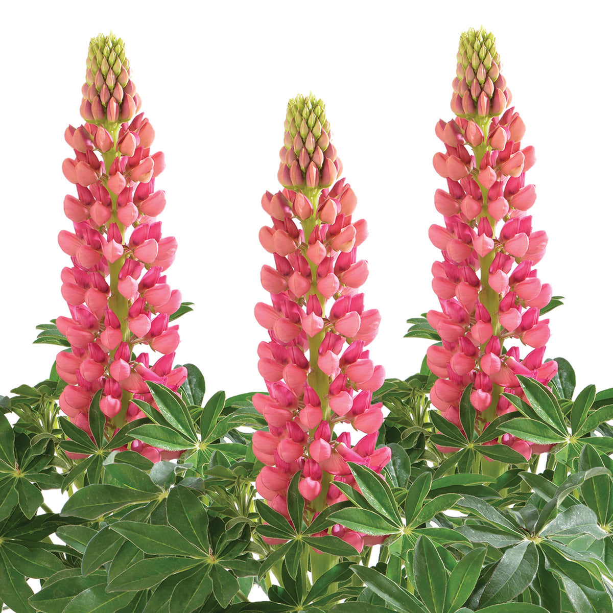 Lupine, Lupini Red Shades Hybrid
