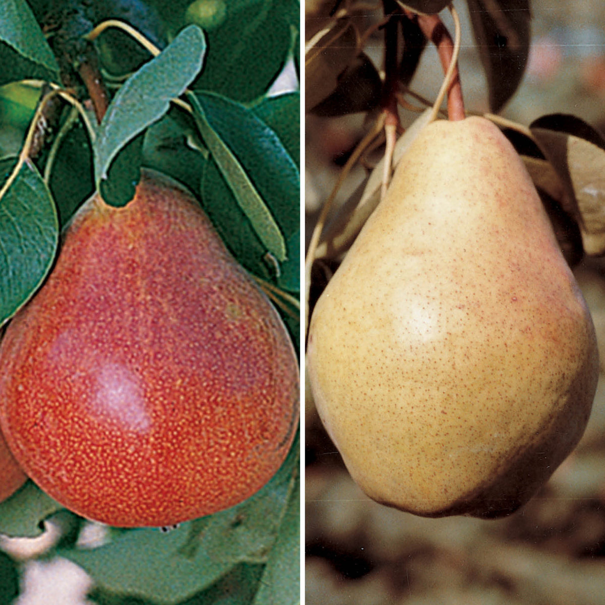 Dwarf Pear Trees for the North Offer #1