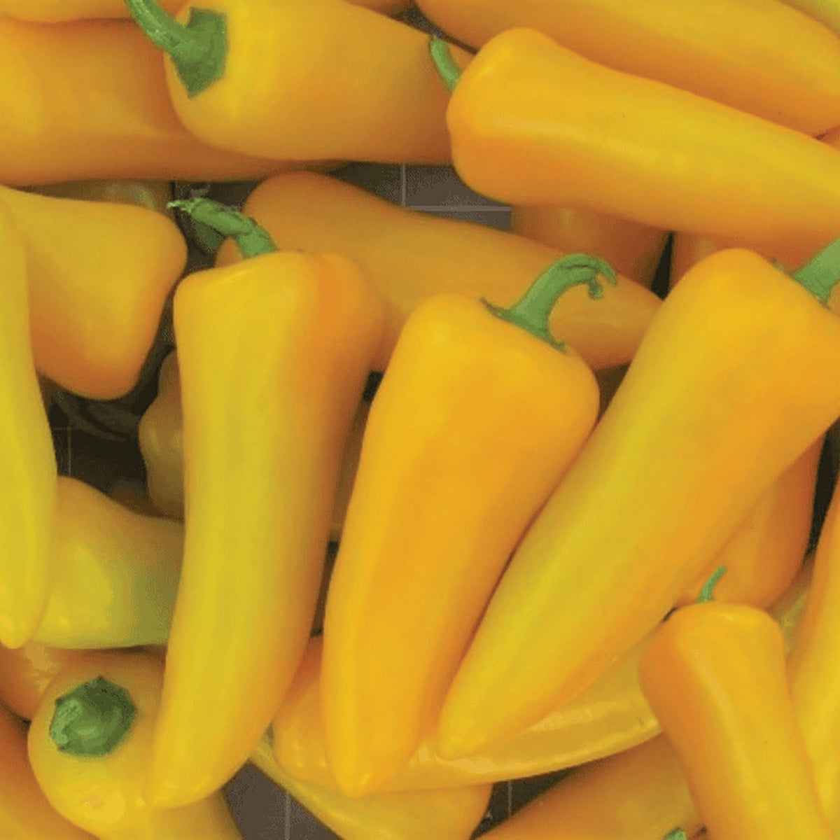 Pepper, Sweet, Pick-N-Pop Yellow Hybrid