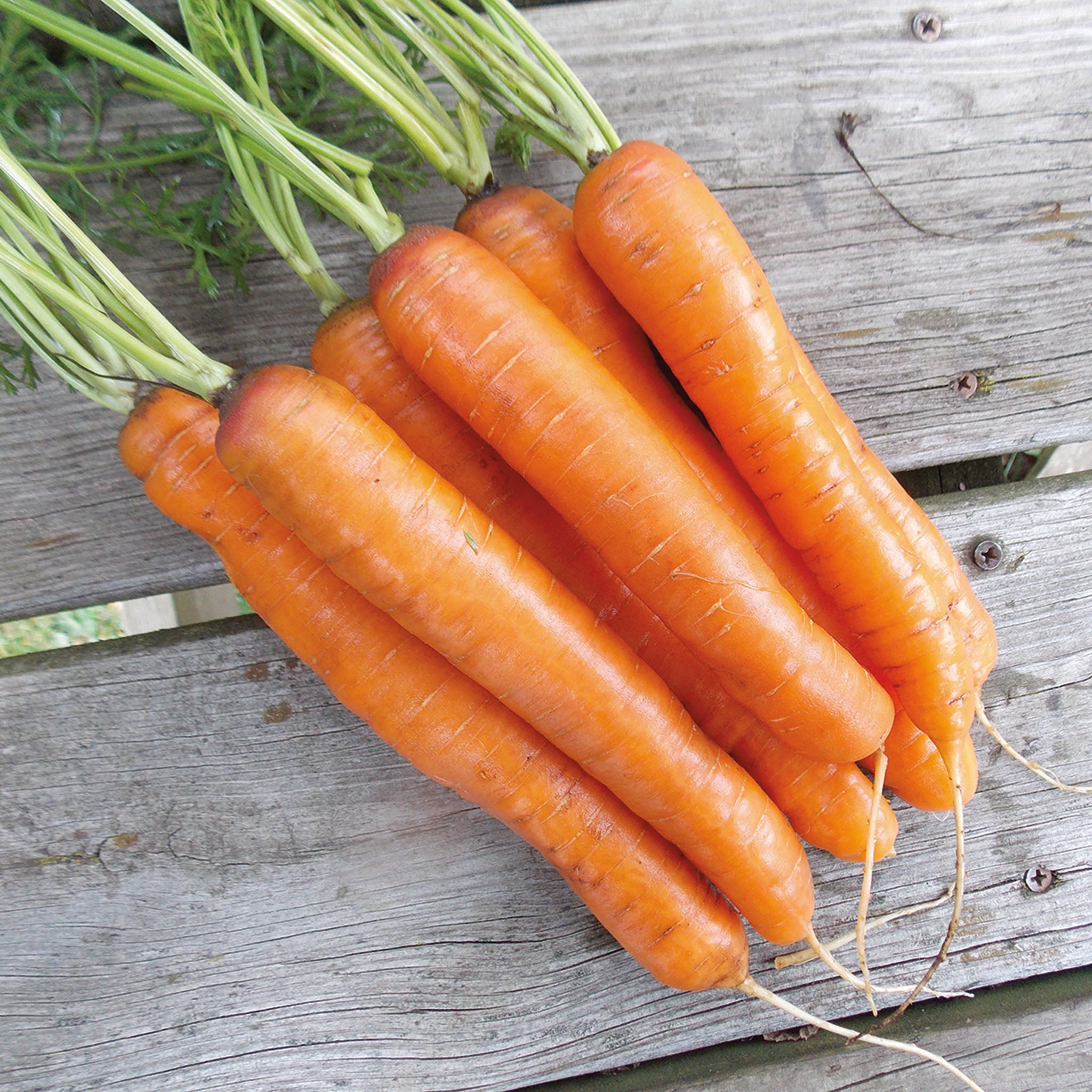 Carrot, Barracuda Hybrid.