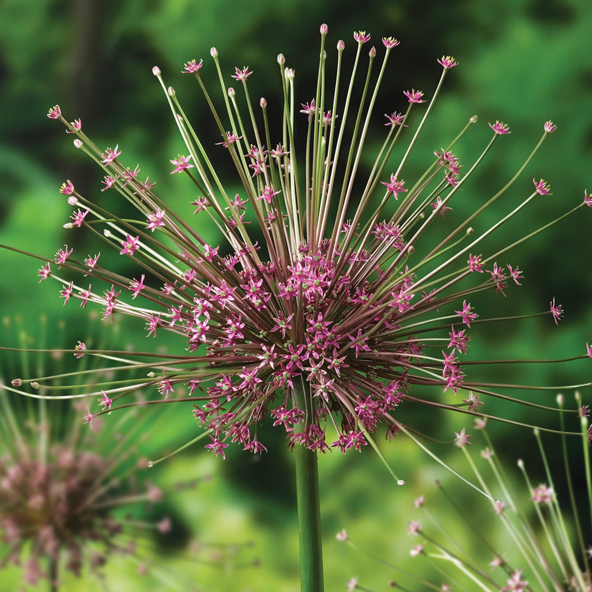 Allium, Schubertii, 5 Pack