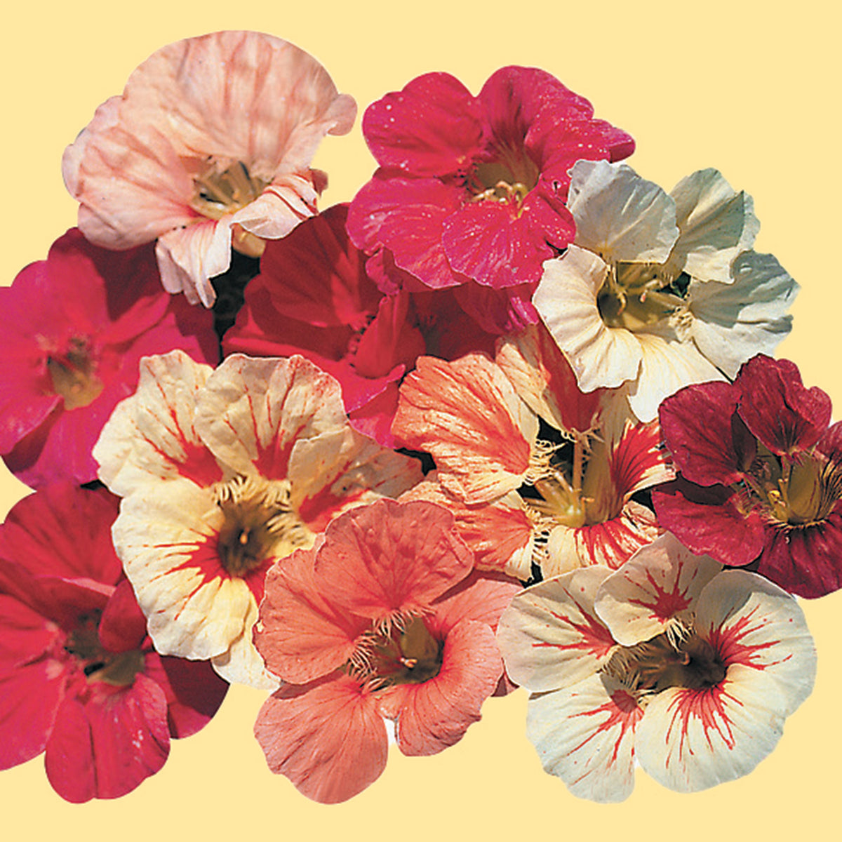Nasturtium, Caribbean Cocktail