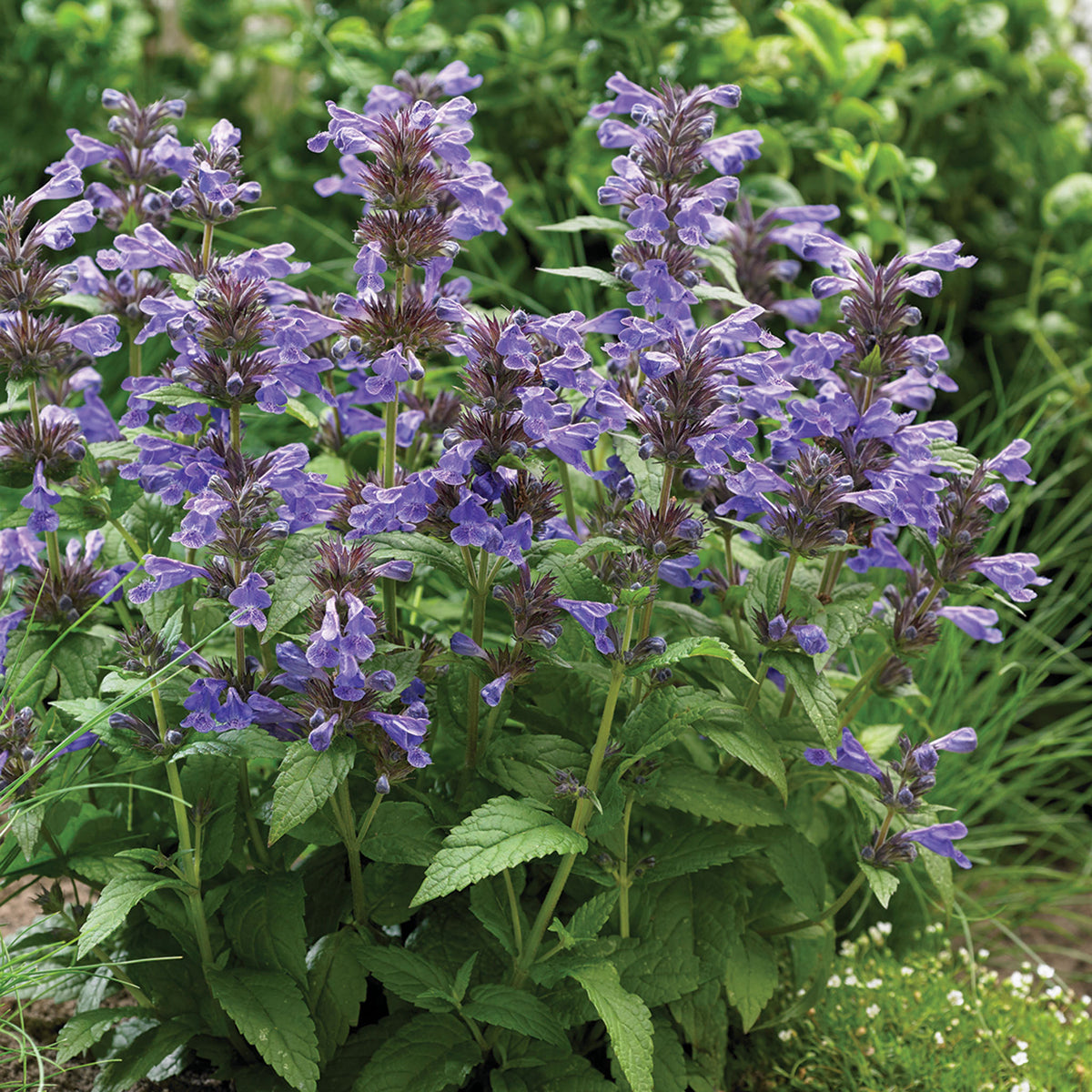 Nepeta, Neptune