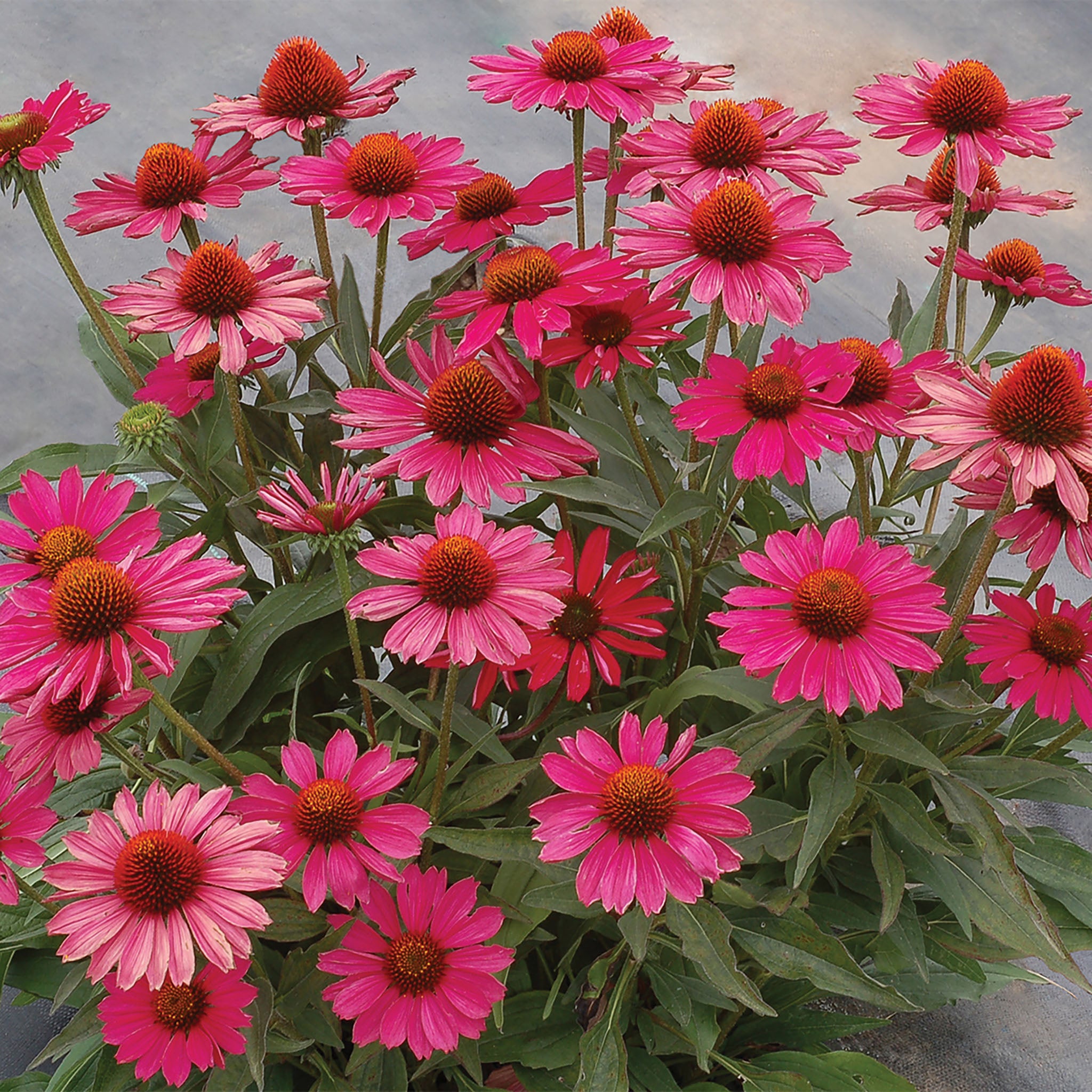 Echinacea, Kismet® Raspberry