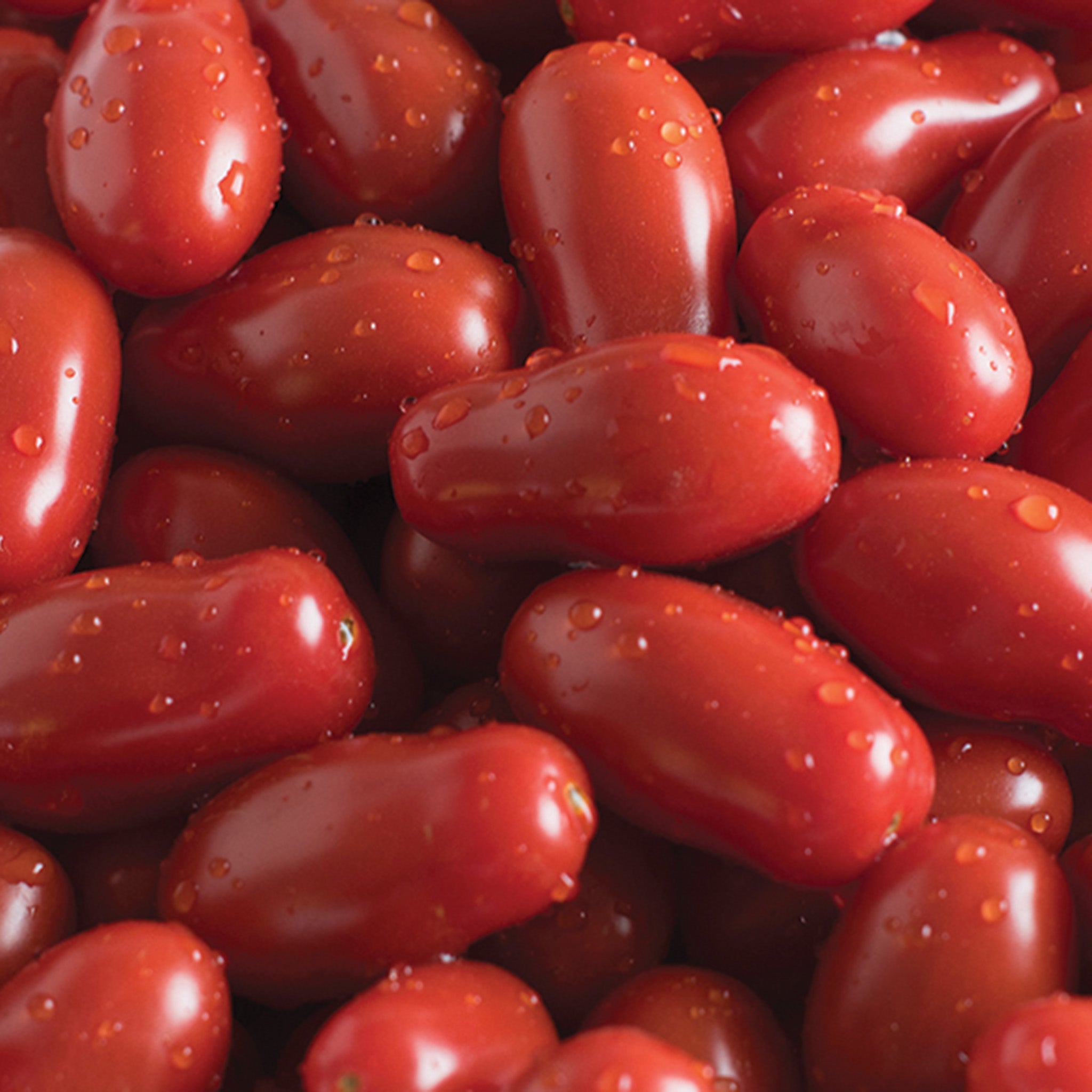 Tomato, Valentine Hybrid
