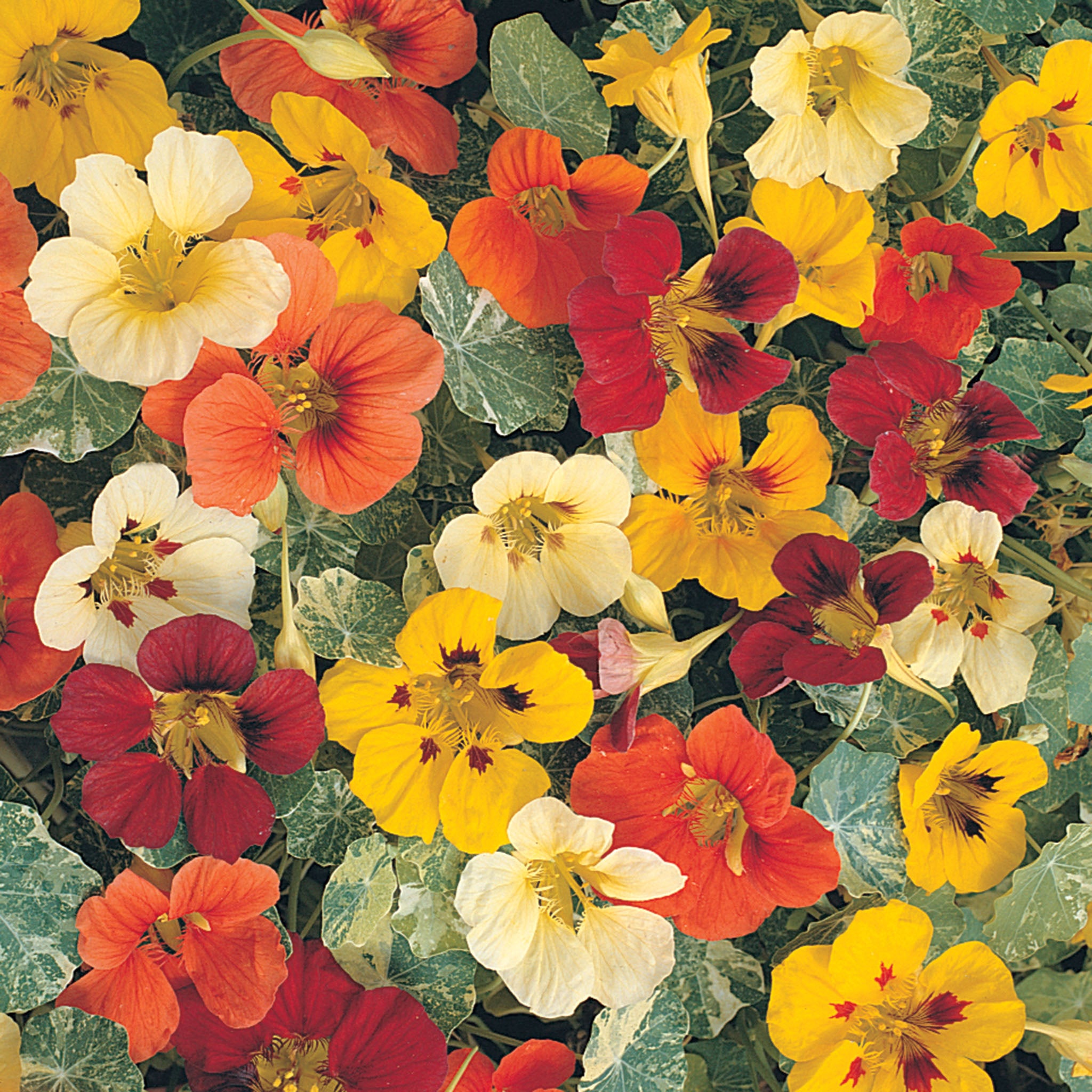 Nasturtium, Jewel of Africa