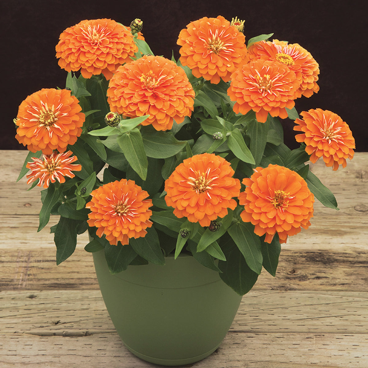 Zinnia, Preciosa™ Orange Hybrid
