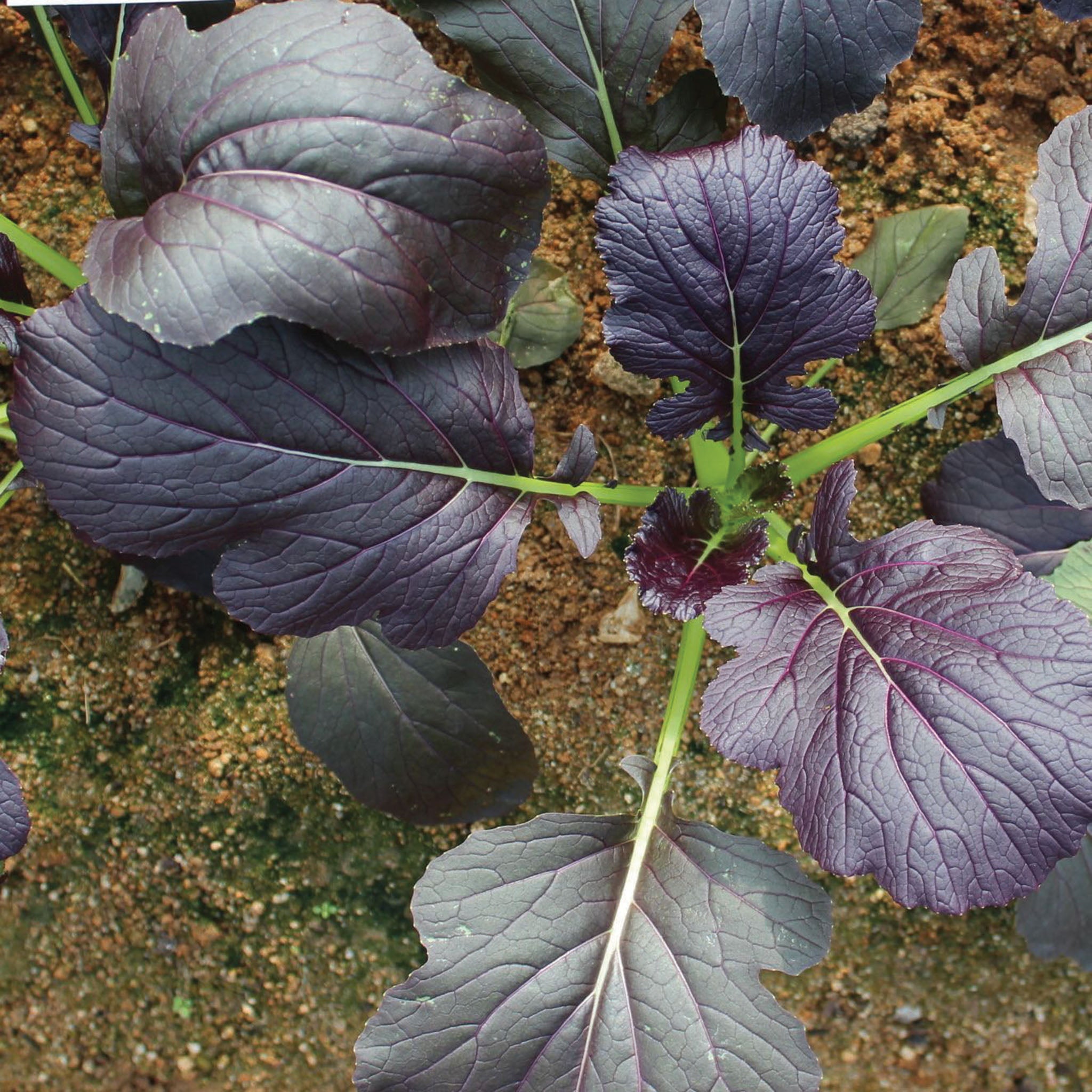 Mizuna, Red Kingdom Hybrid