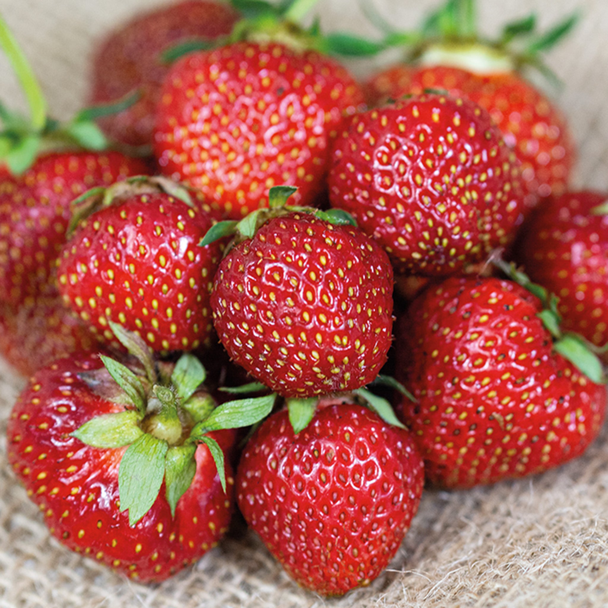Strawberry, June Bearing, Jewel, 25 Plants