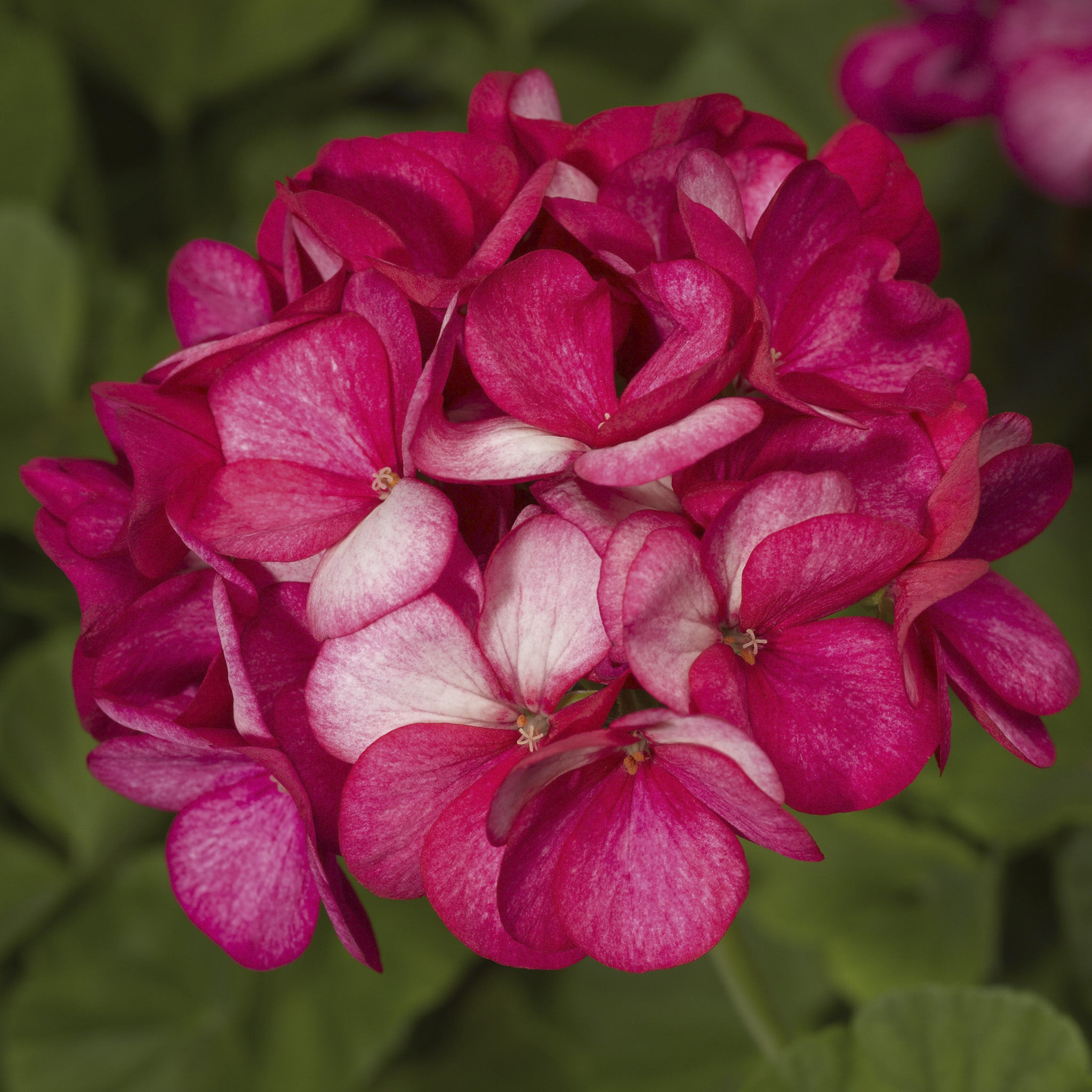Petunia, Fuseables® Paradise Island