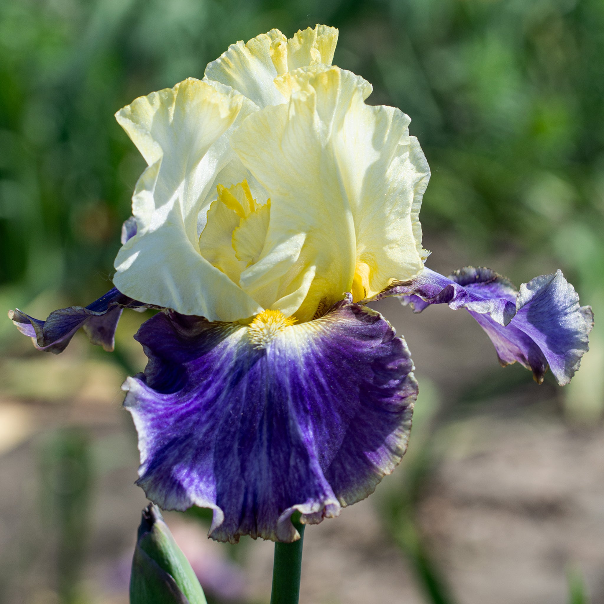 Iris, Bearded, Sunny Glitter