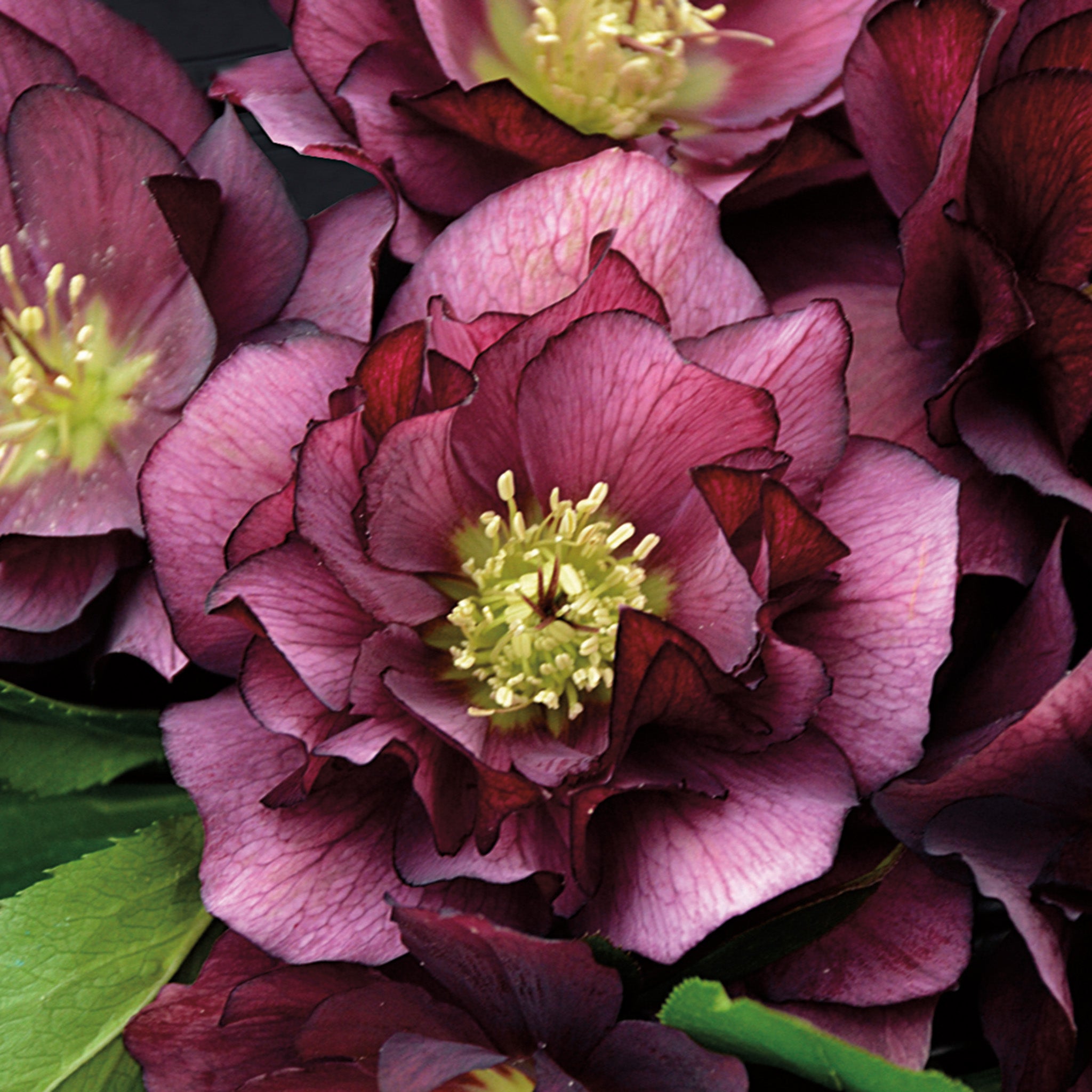 Helleborus, Wedding Party® True Love