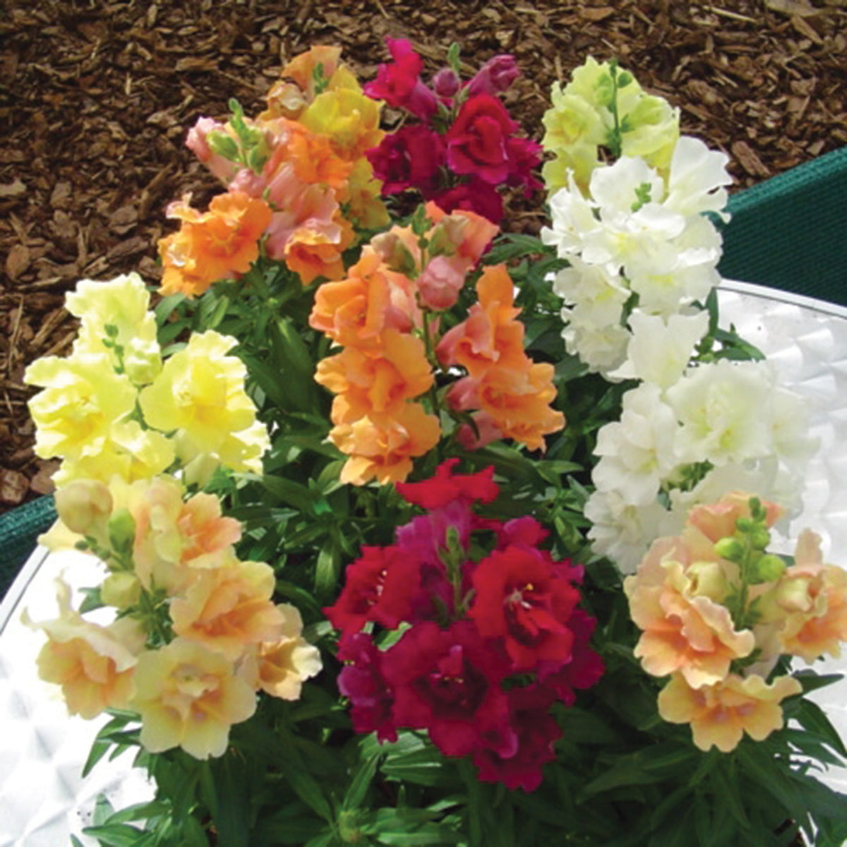 Snapdragon, Twinny™ Mix Hybrid