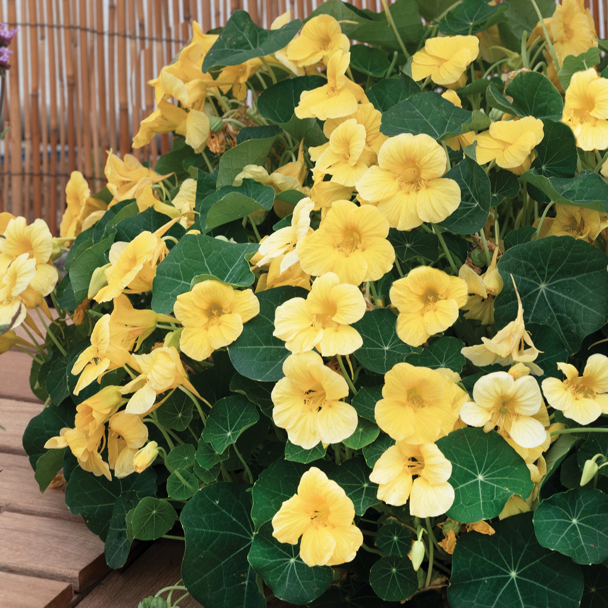 Nasturtium, Baby™ Yellow