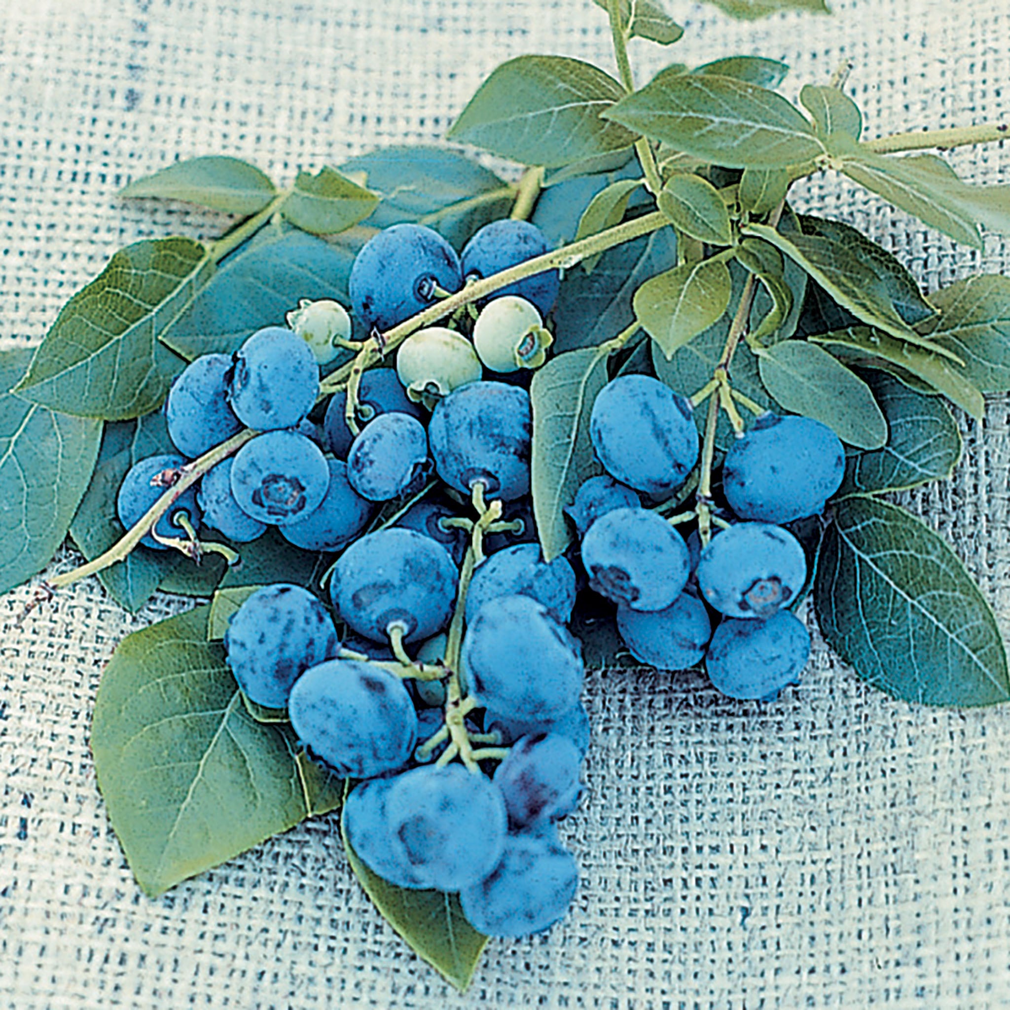 Blueberry, Dwarf Northsky