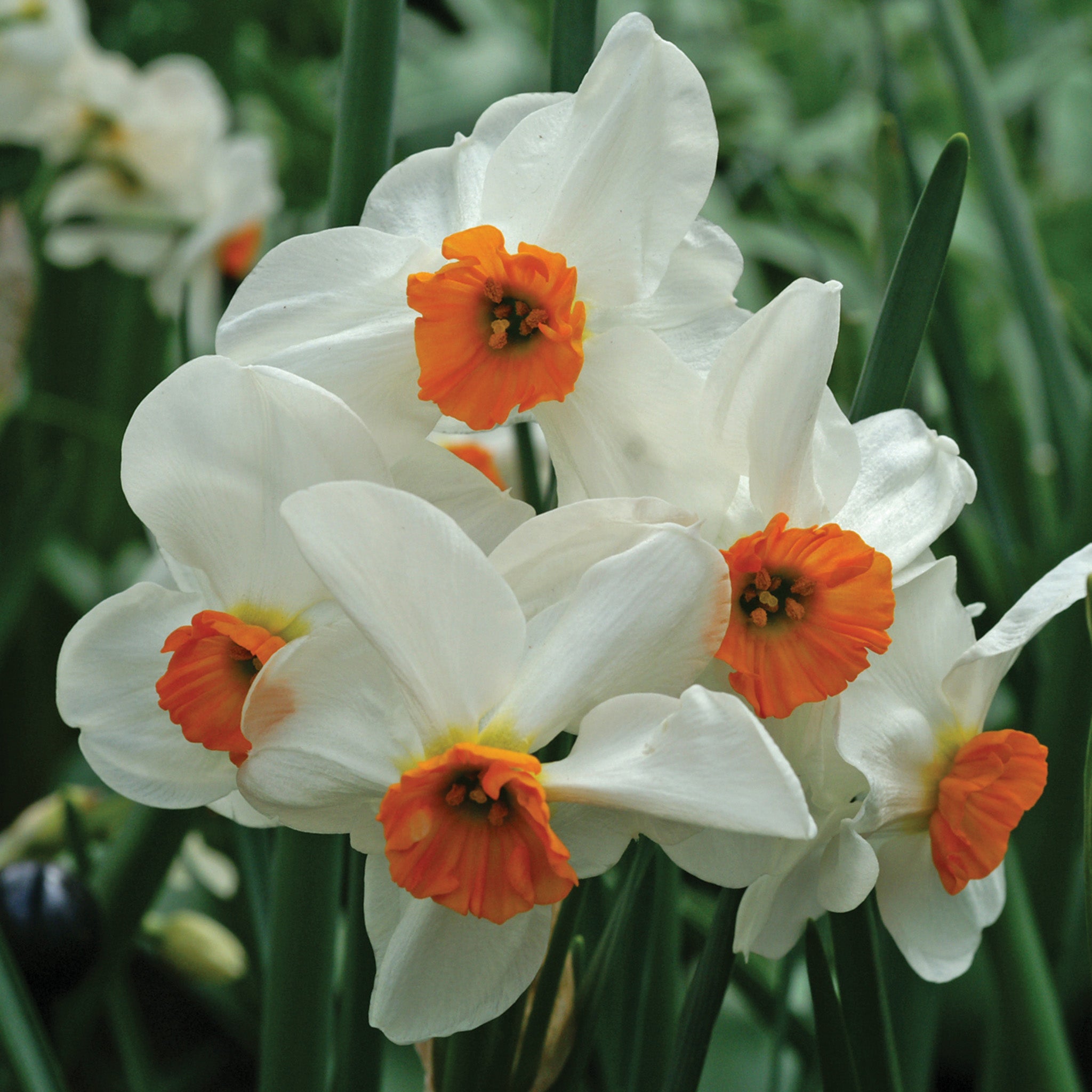 Daffodil, Geranium, 10 Pack