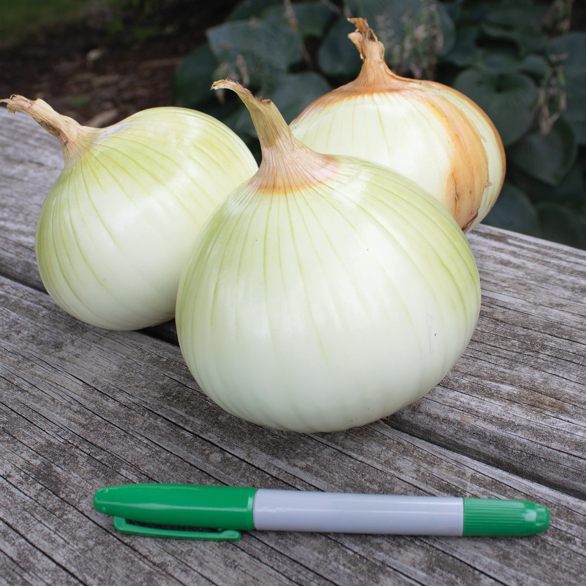 Onion, Texas 1015Y Supersweet, Bunch of 40-50