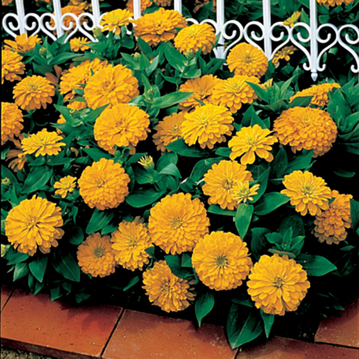 Zinnia, Dreamland™ Yellow Hybrid