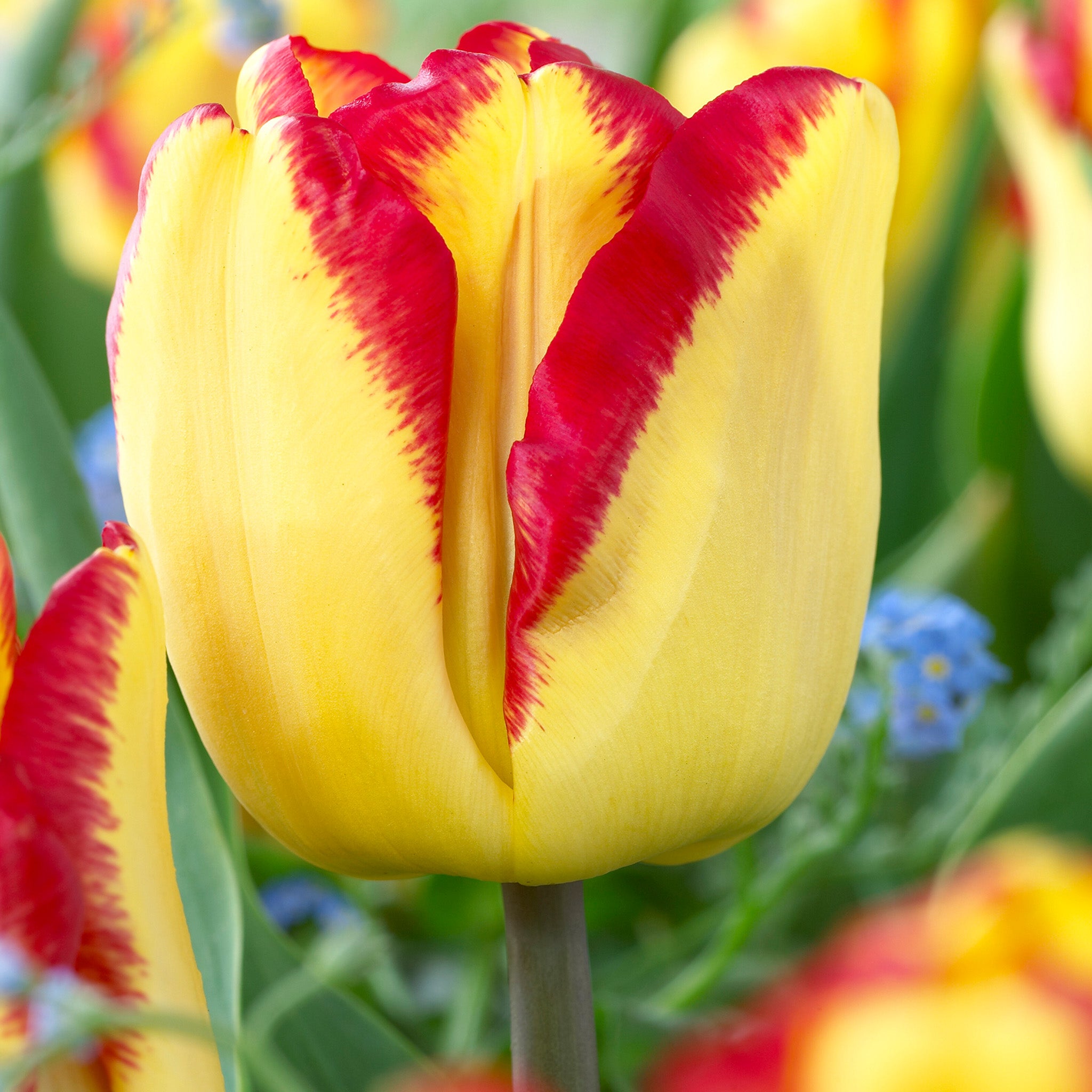Tulip, Cape Town, 10 Pack