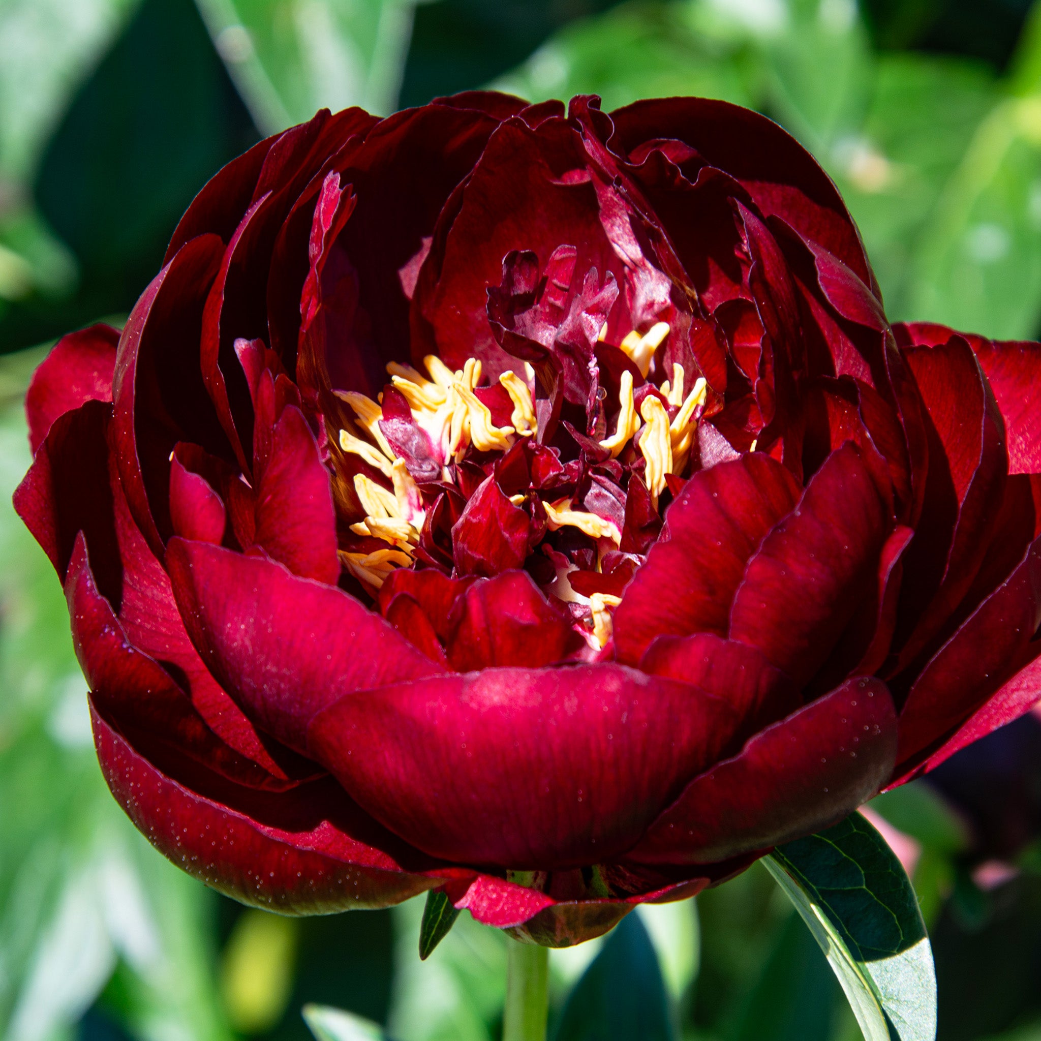 Peony, Buckeye Belle