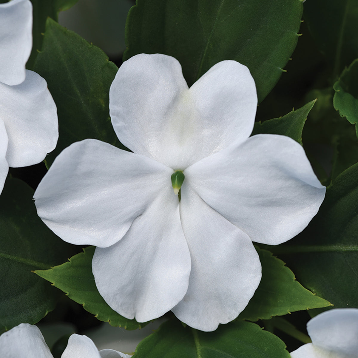 Impatiens, Beacon® White Hybrid