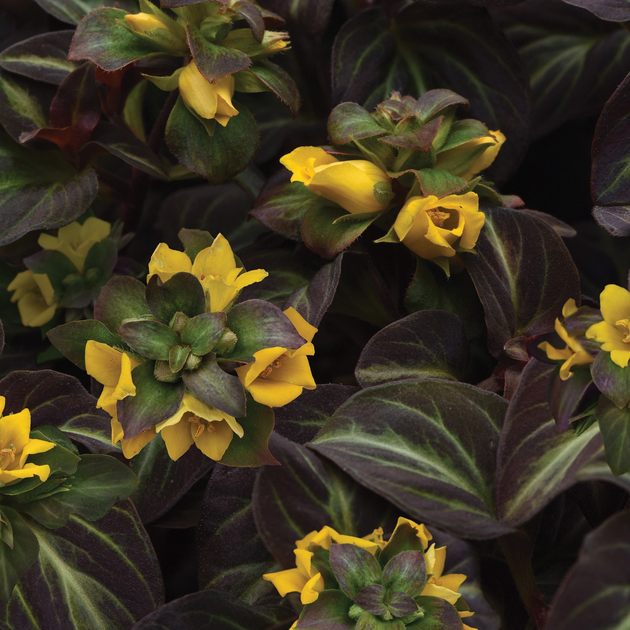 Lysimachia, Night Light