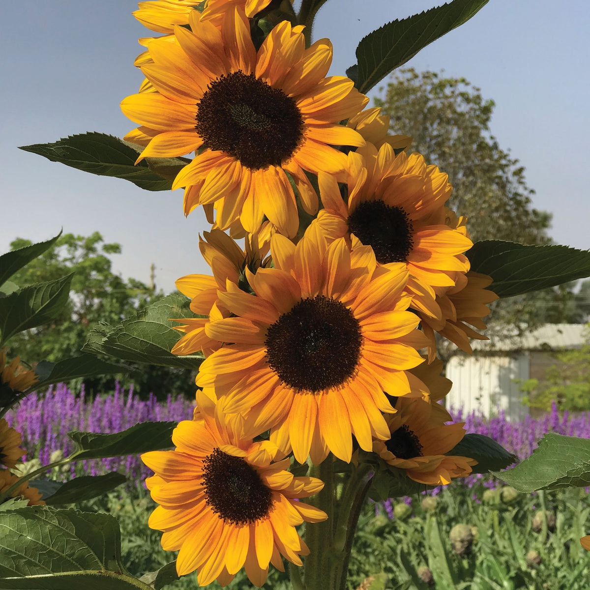 Sunflower, Golden Ray Hybrid