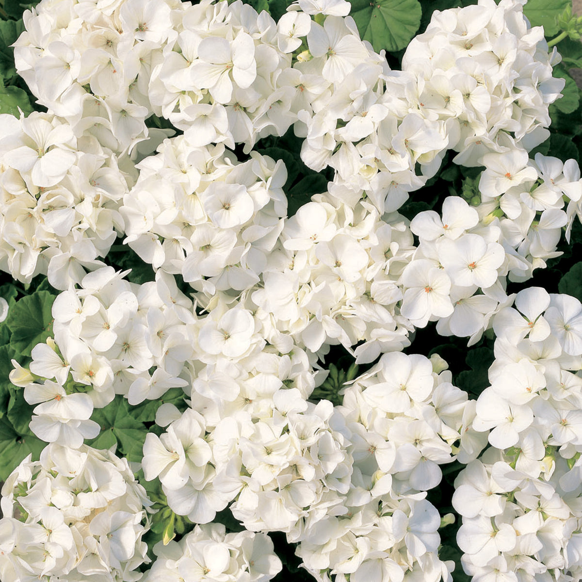 Geranium, Multibloom™ White Hybrid