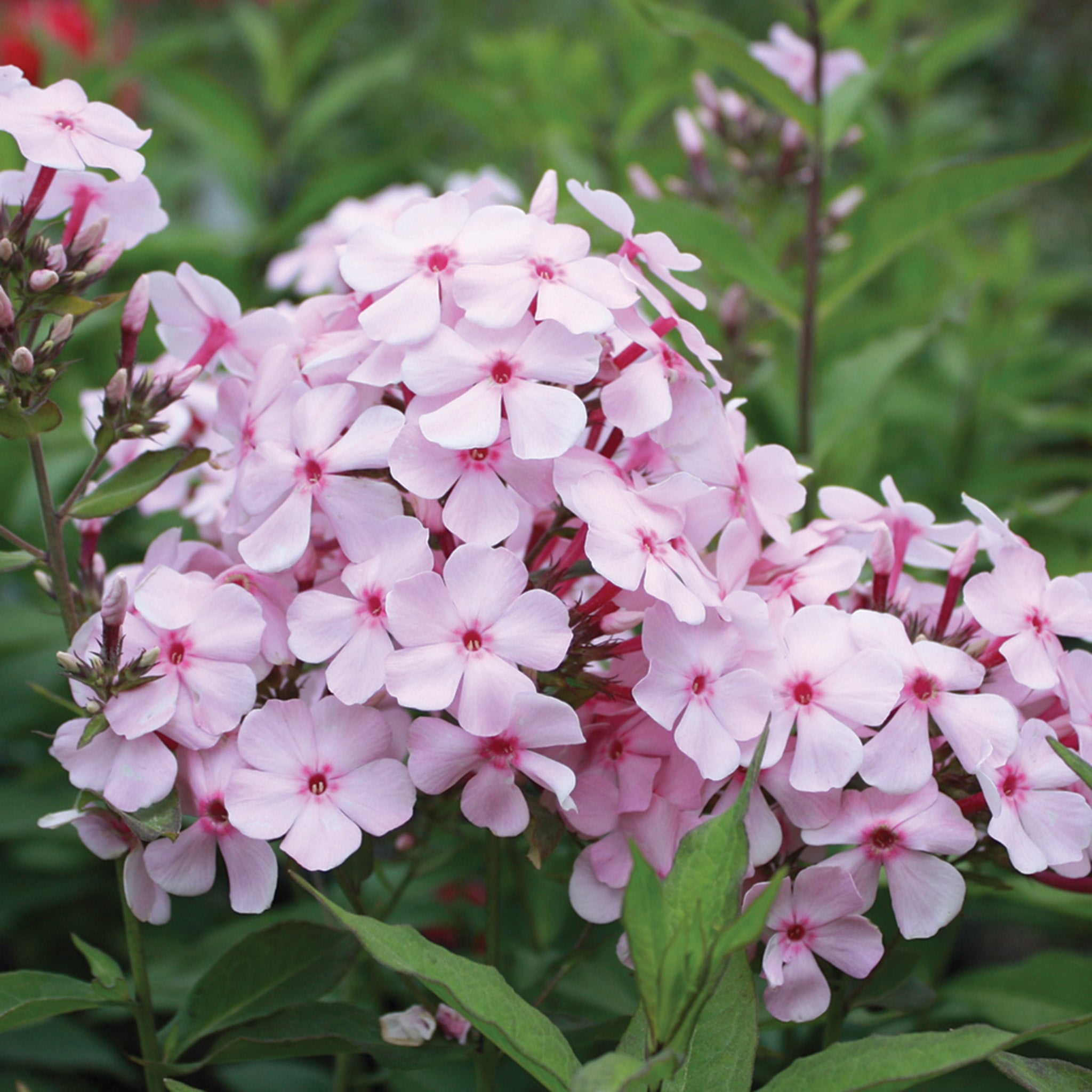Phlox, Thai Pink Jade