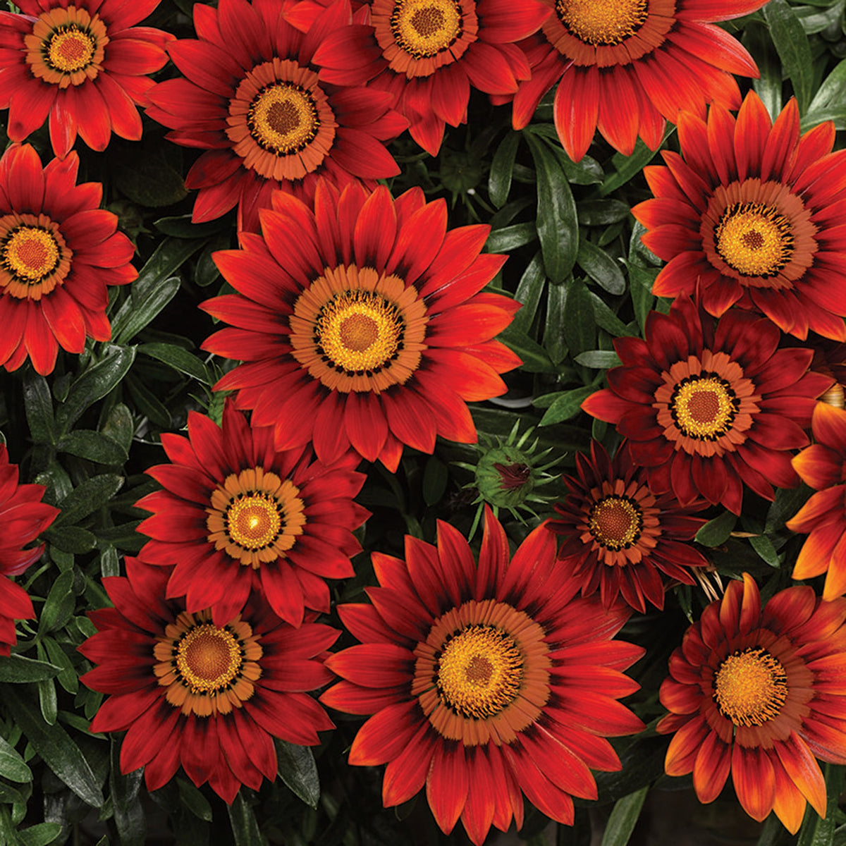 Gazania, Big Kiss™ Red Hybrid