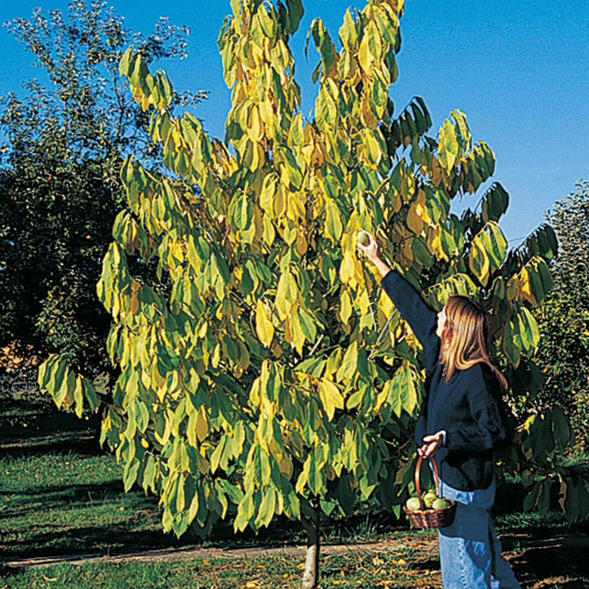 Pawpaw, Seedling