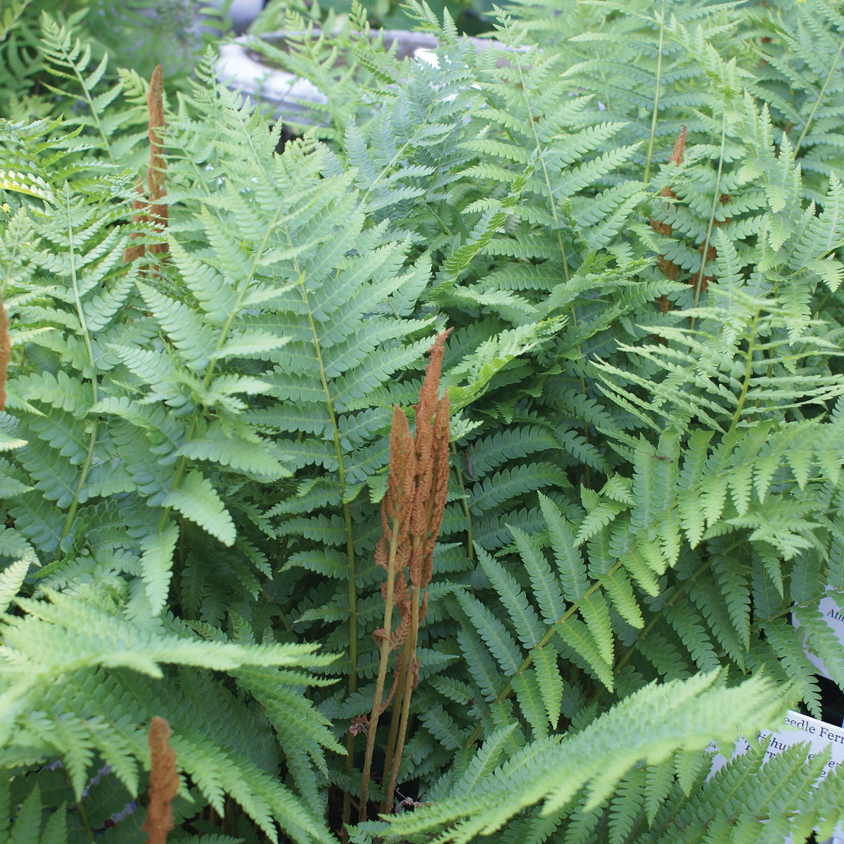 Fern, Cinnamon