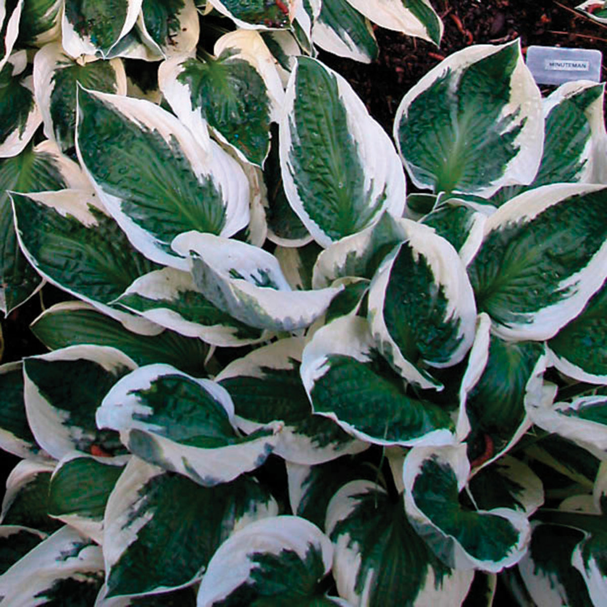 Hosta, Minuteman
