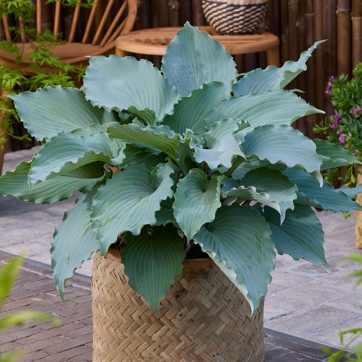Hosta, Skywriter