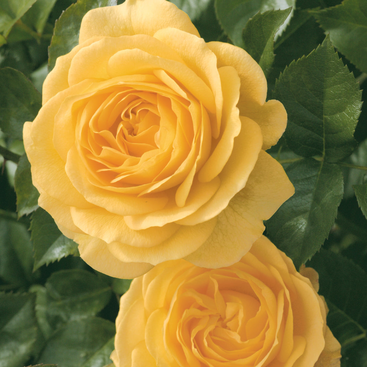 Rose, Floribunda, Julia Child