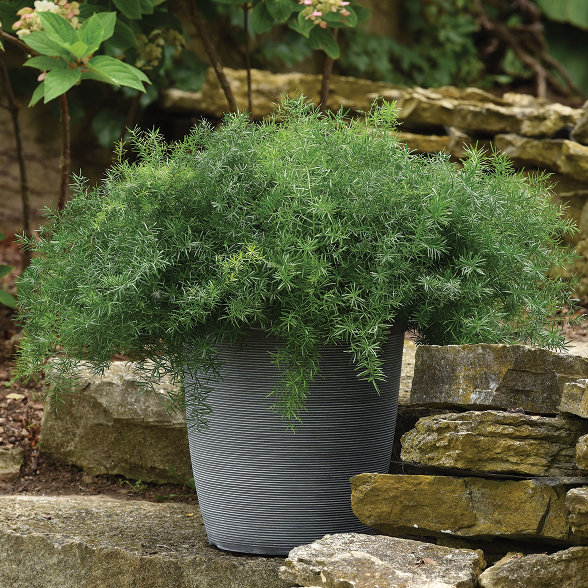 Asparagus Fern, FuzzyFern™ Frizz