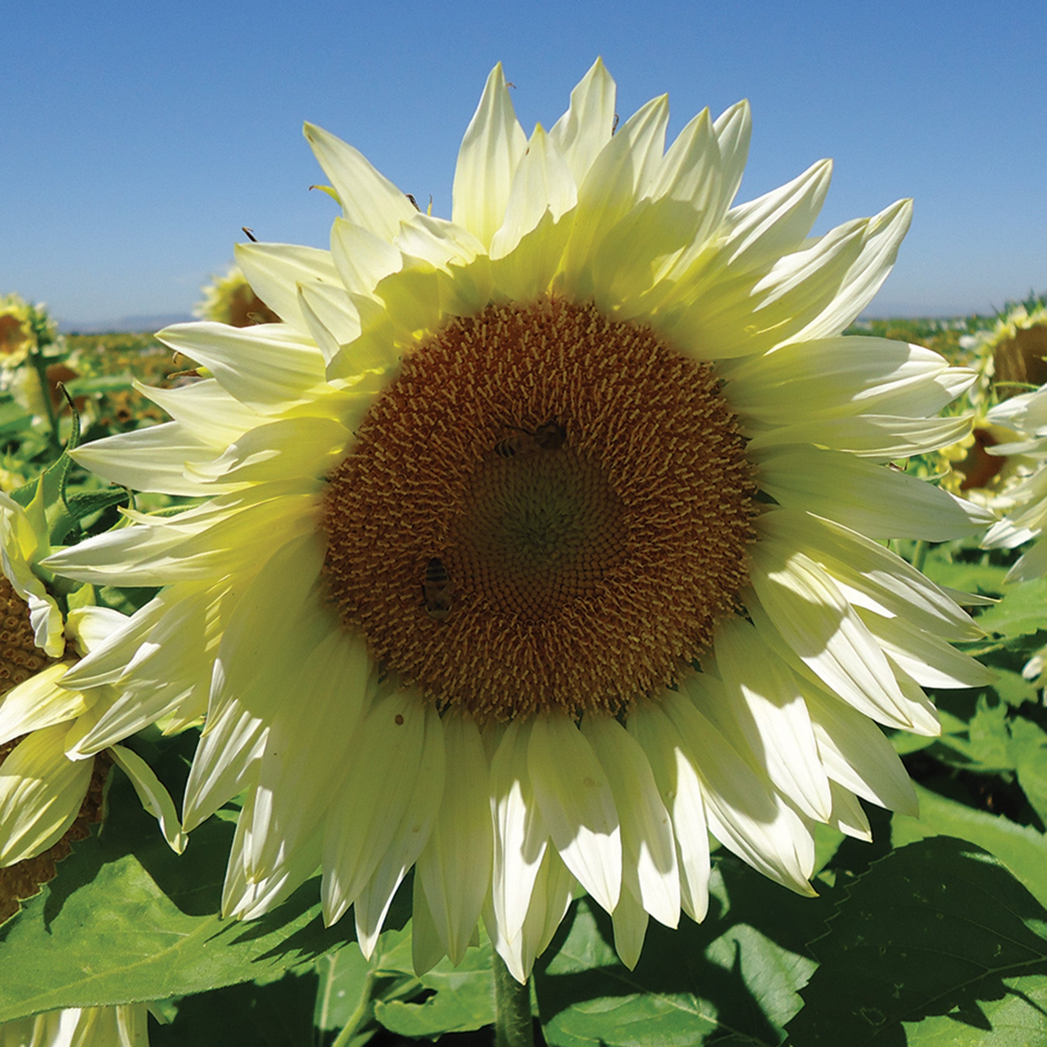 Sunflower, ProCut® White Lite Hybrid