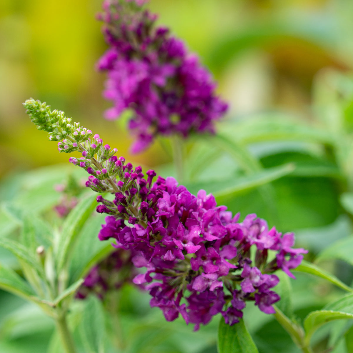 Butterfly Bush, Lo & Behold, Ruby Chip®