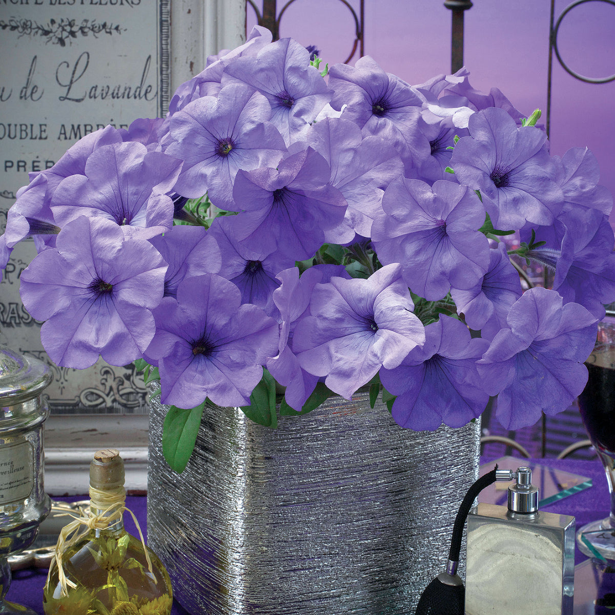 Petunia, Evening Scentsation™ Hybrid