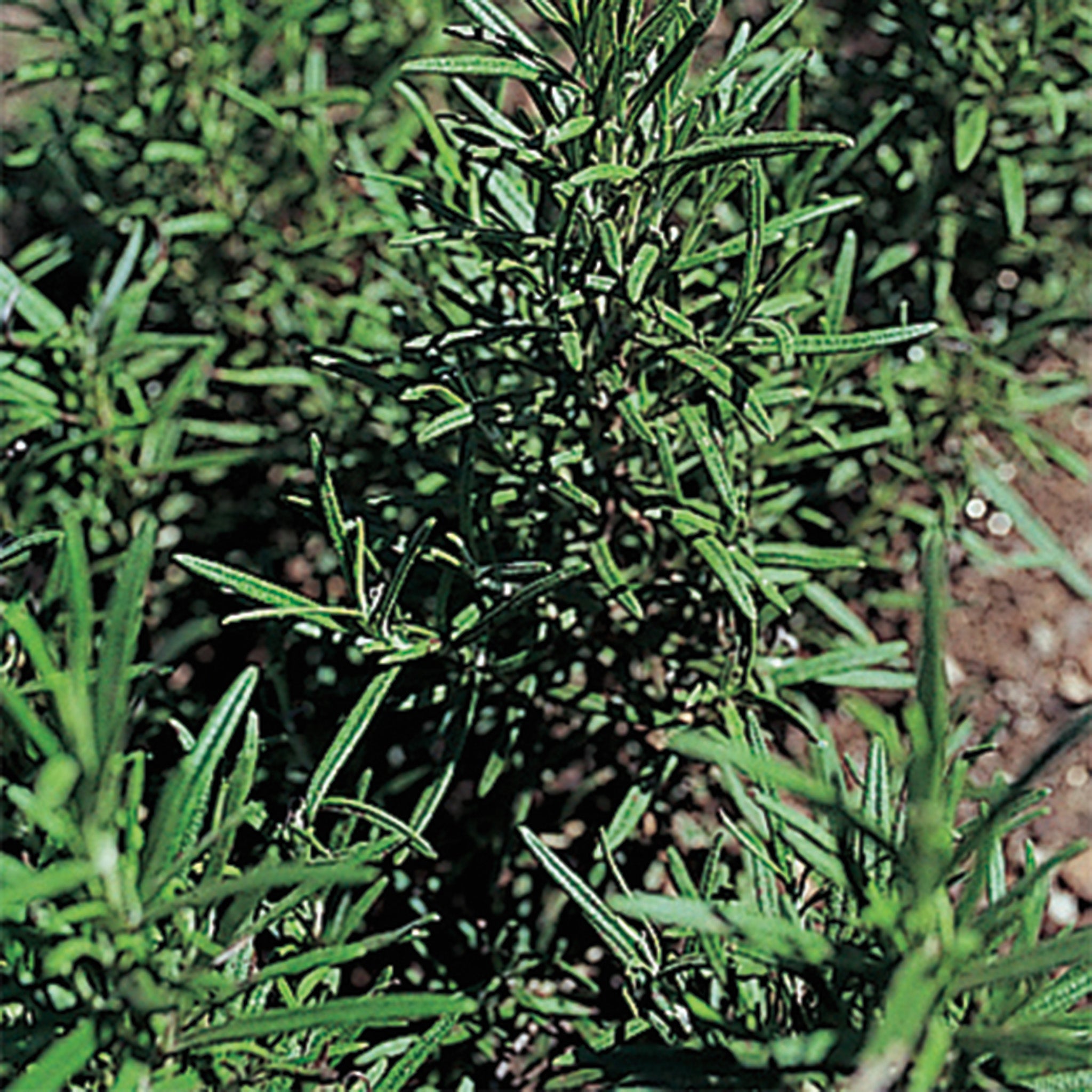 Herb, Madeline Hill Rosemary