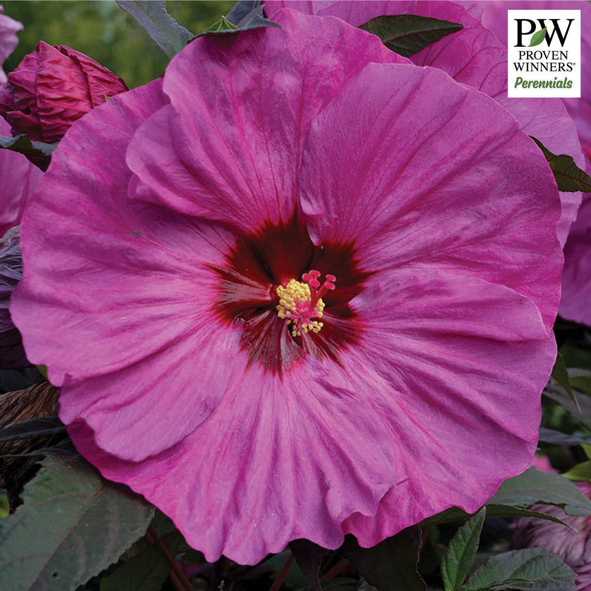 Hibiscus, Summerific® Berry Awesome