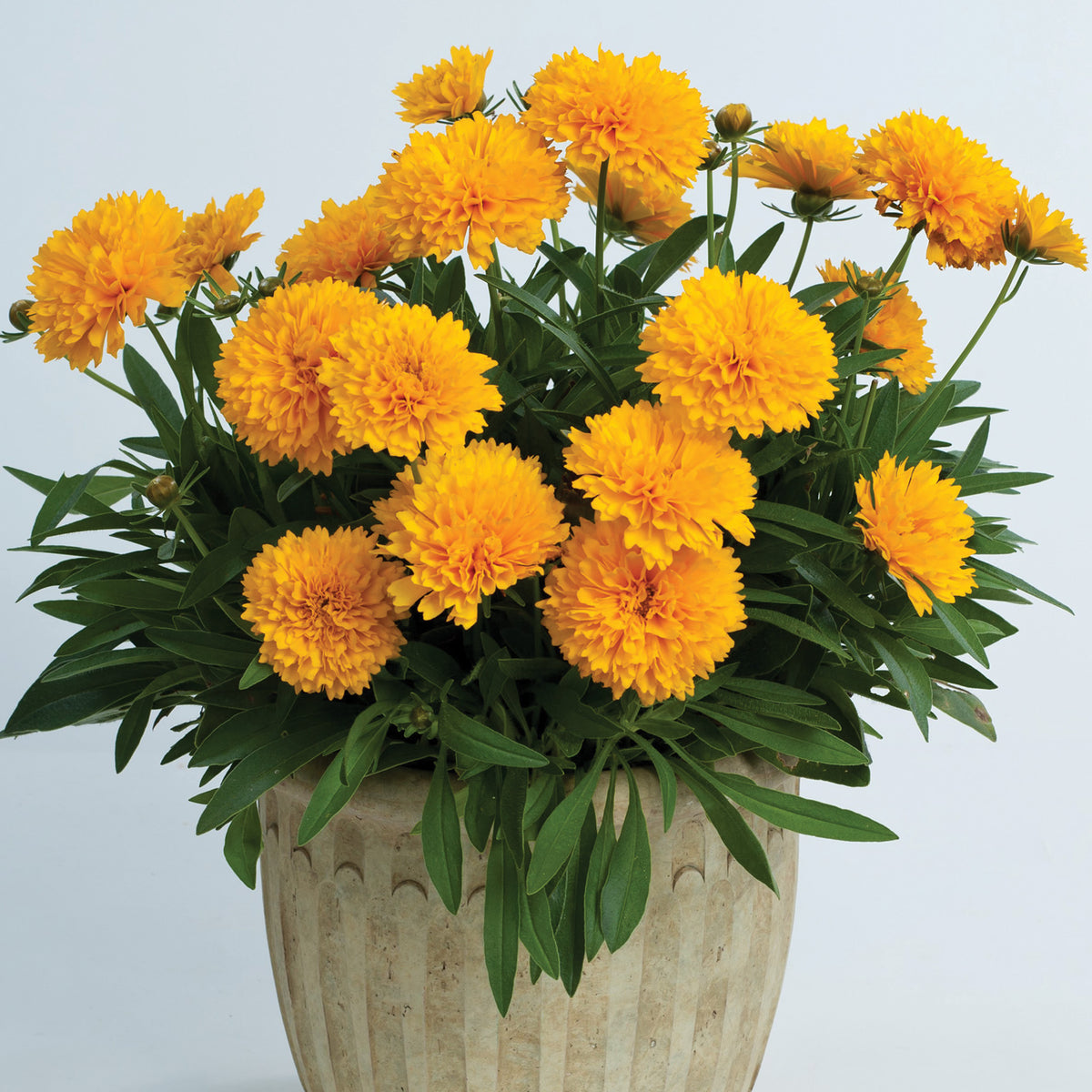 Coreopsis, Solanna™ Golden Sphere