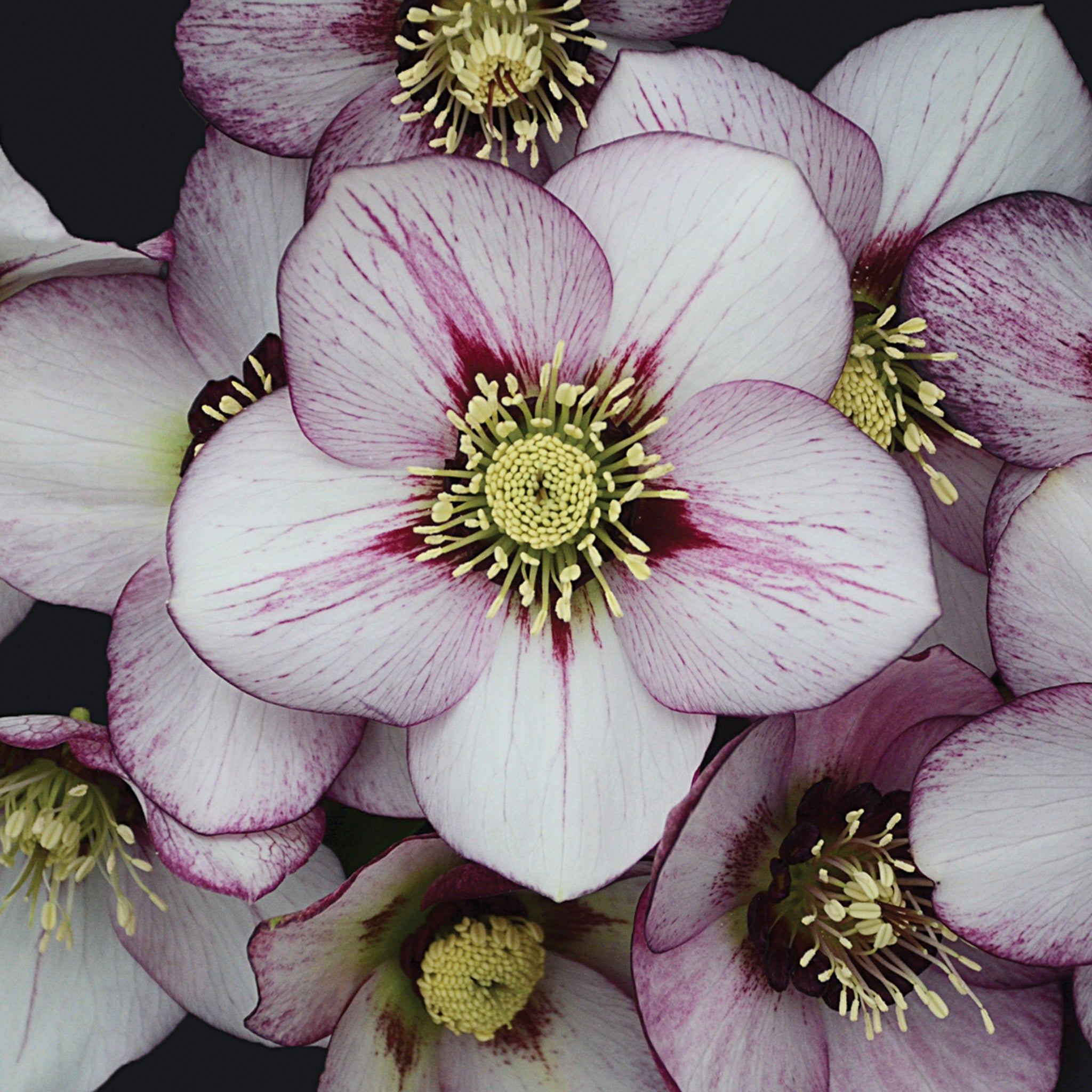 Helleborus, Honeymoon® French Kiss