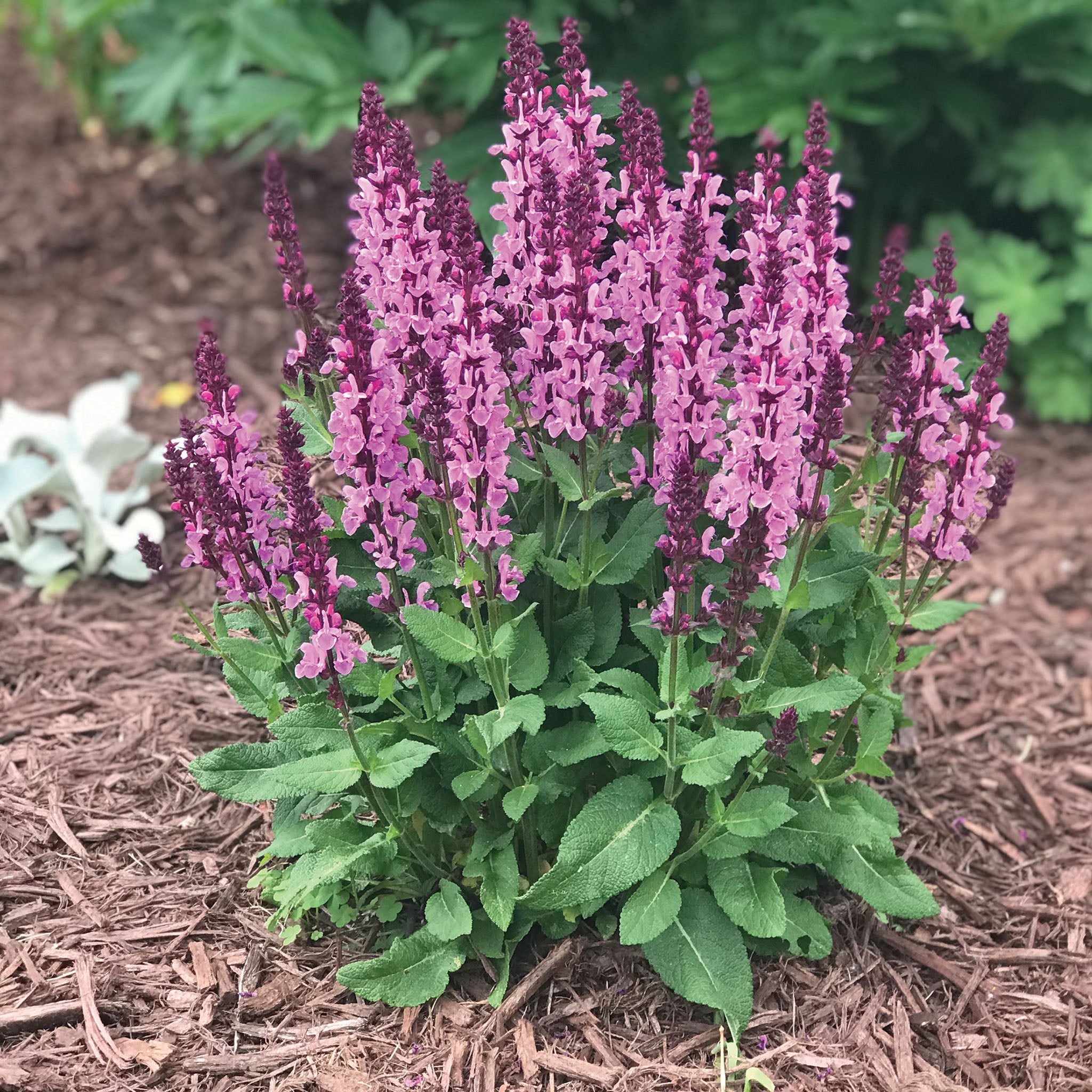 Salvia, Rose Marvel