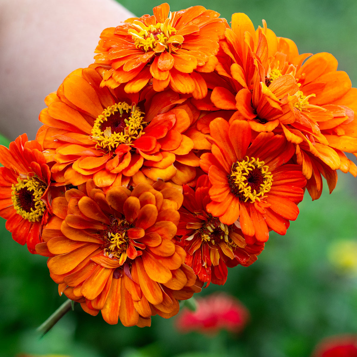 Zinnia, Super Giant Orange King