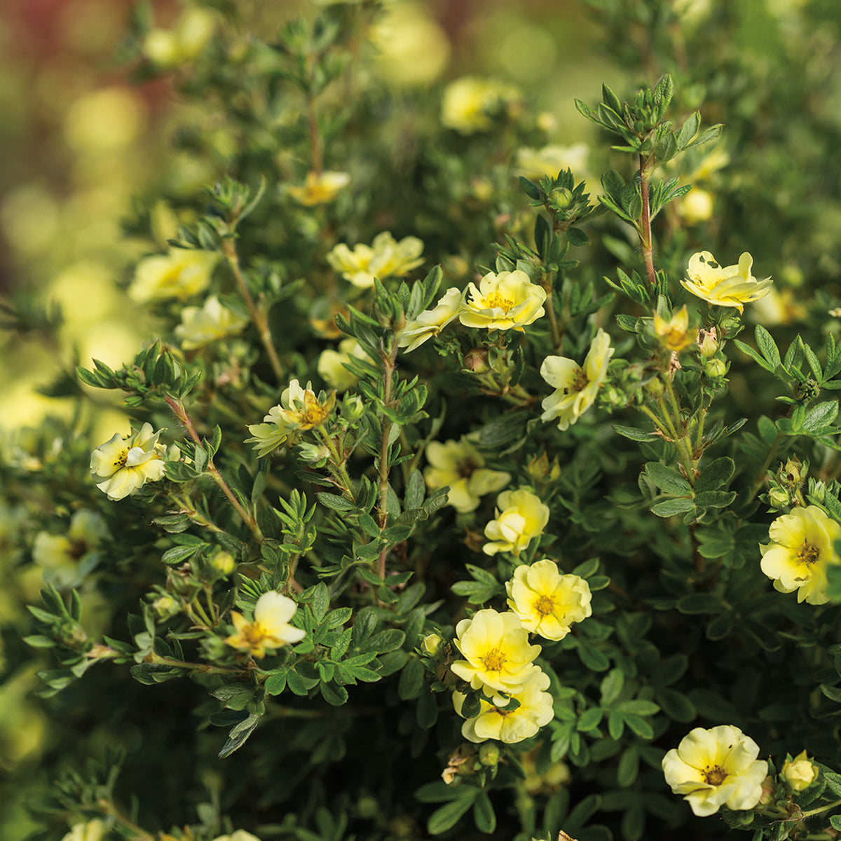 Potentilla, Lemon Meringue™