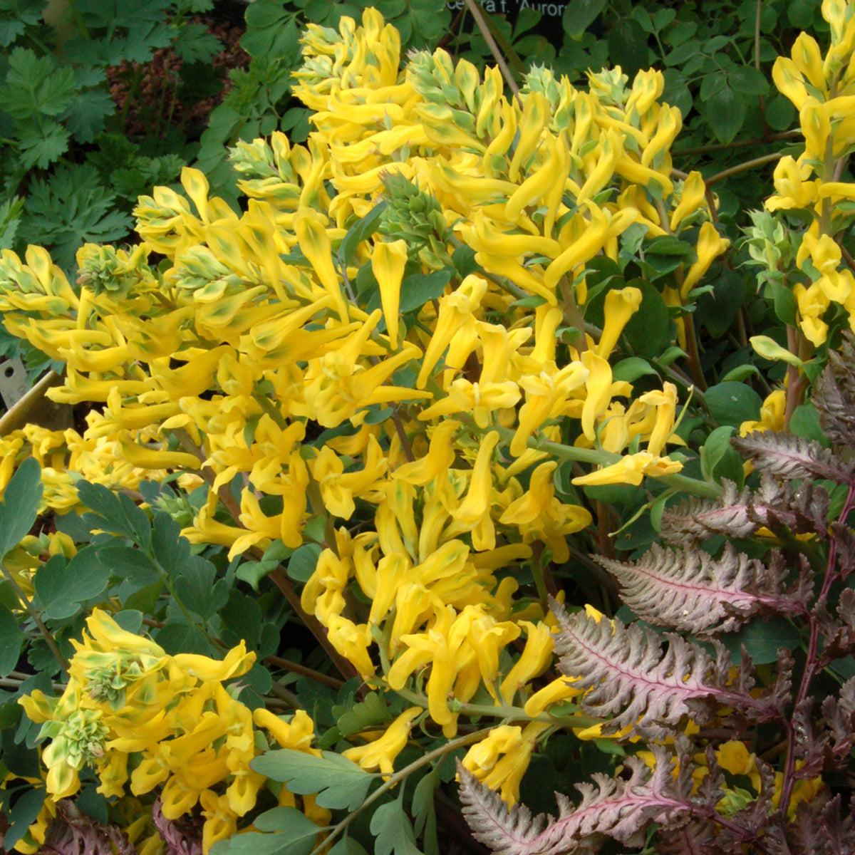 Corydalis, Canary Feathers