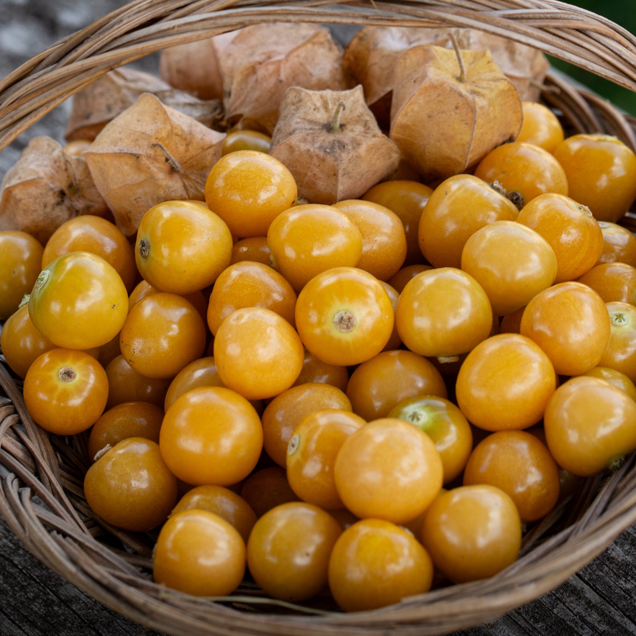Ground Cherry, Aunt Molly's