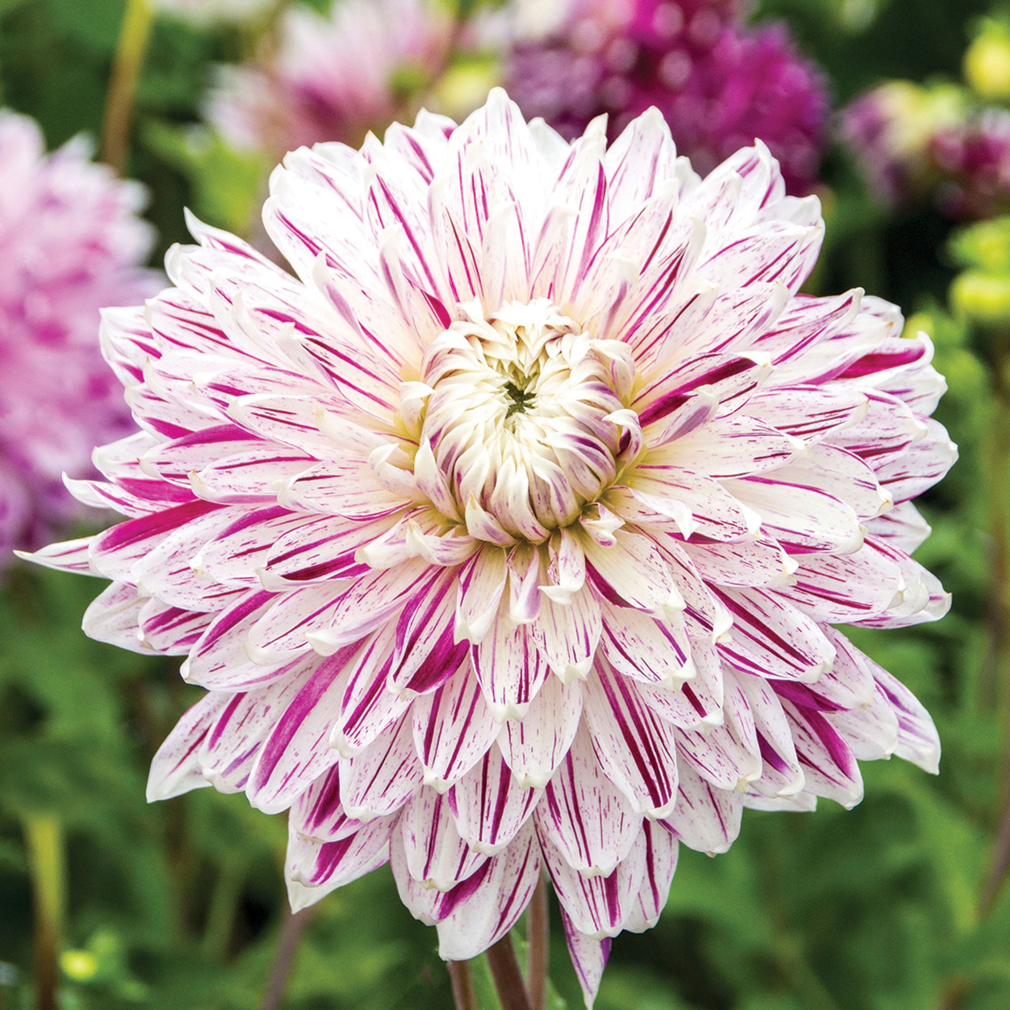Dahlia, Avignon
