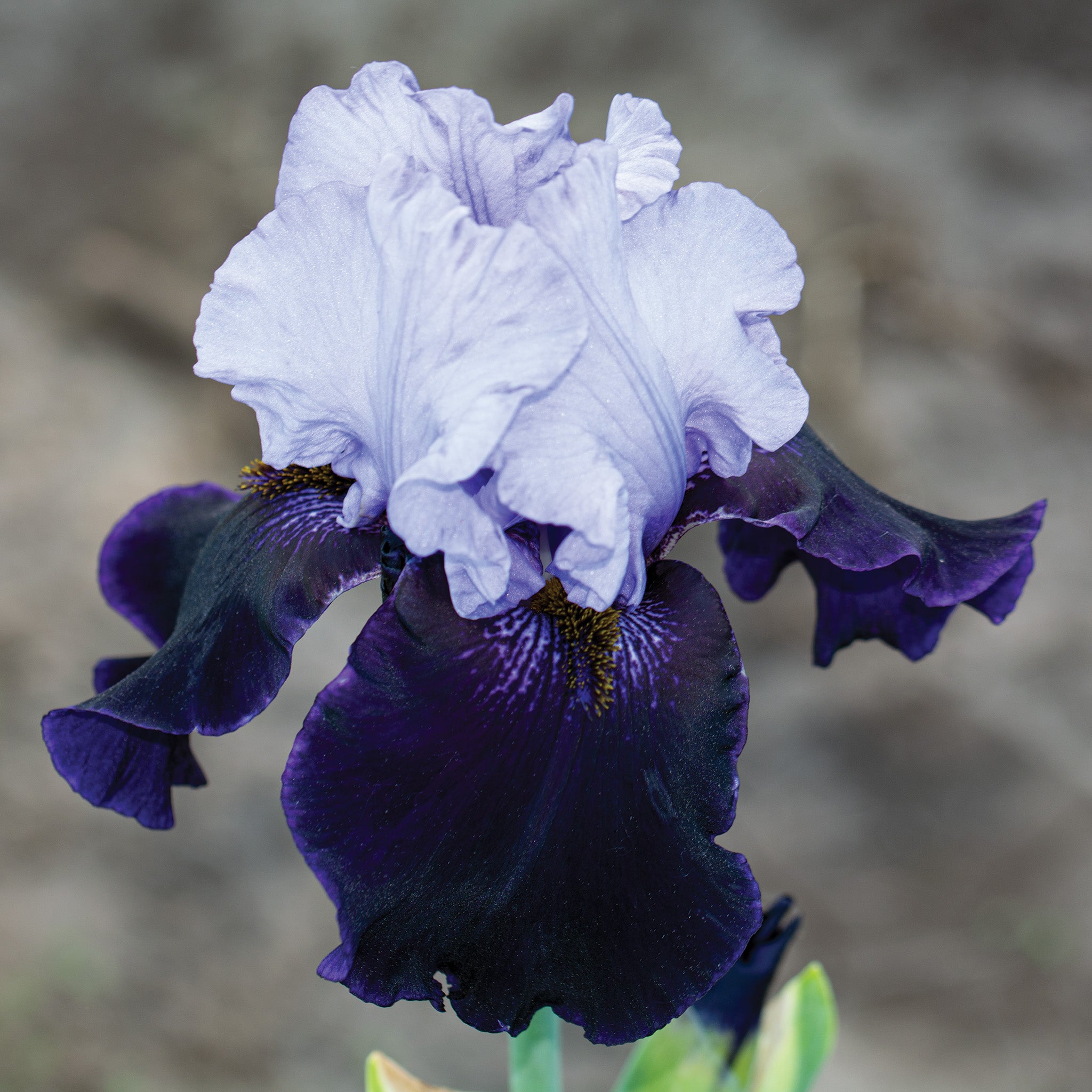 Iris, Bearded, Dangerous Mood